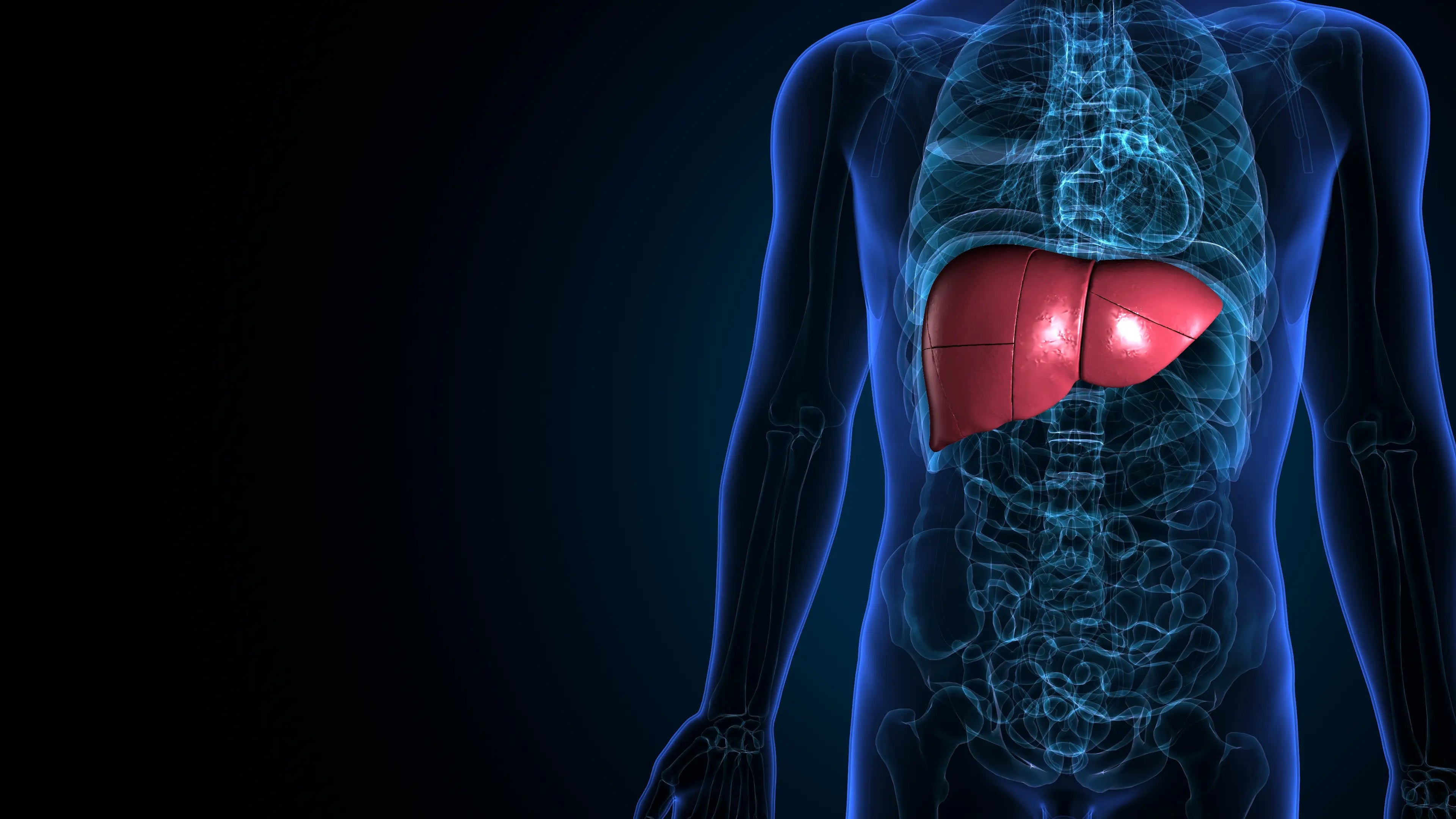 Foie du corps humain