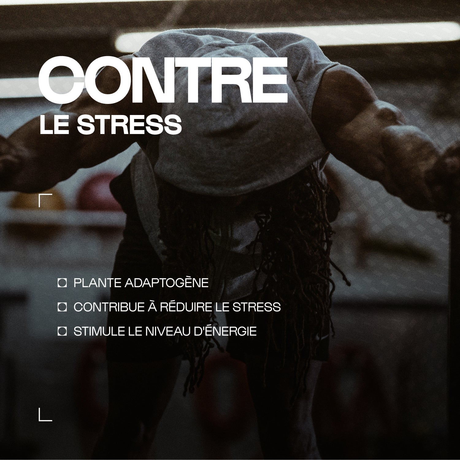 Ashwagandha Shoden® | 35% de withanolides