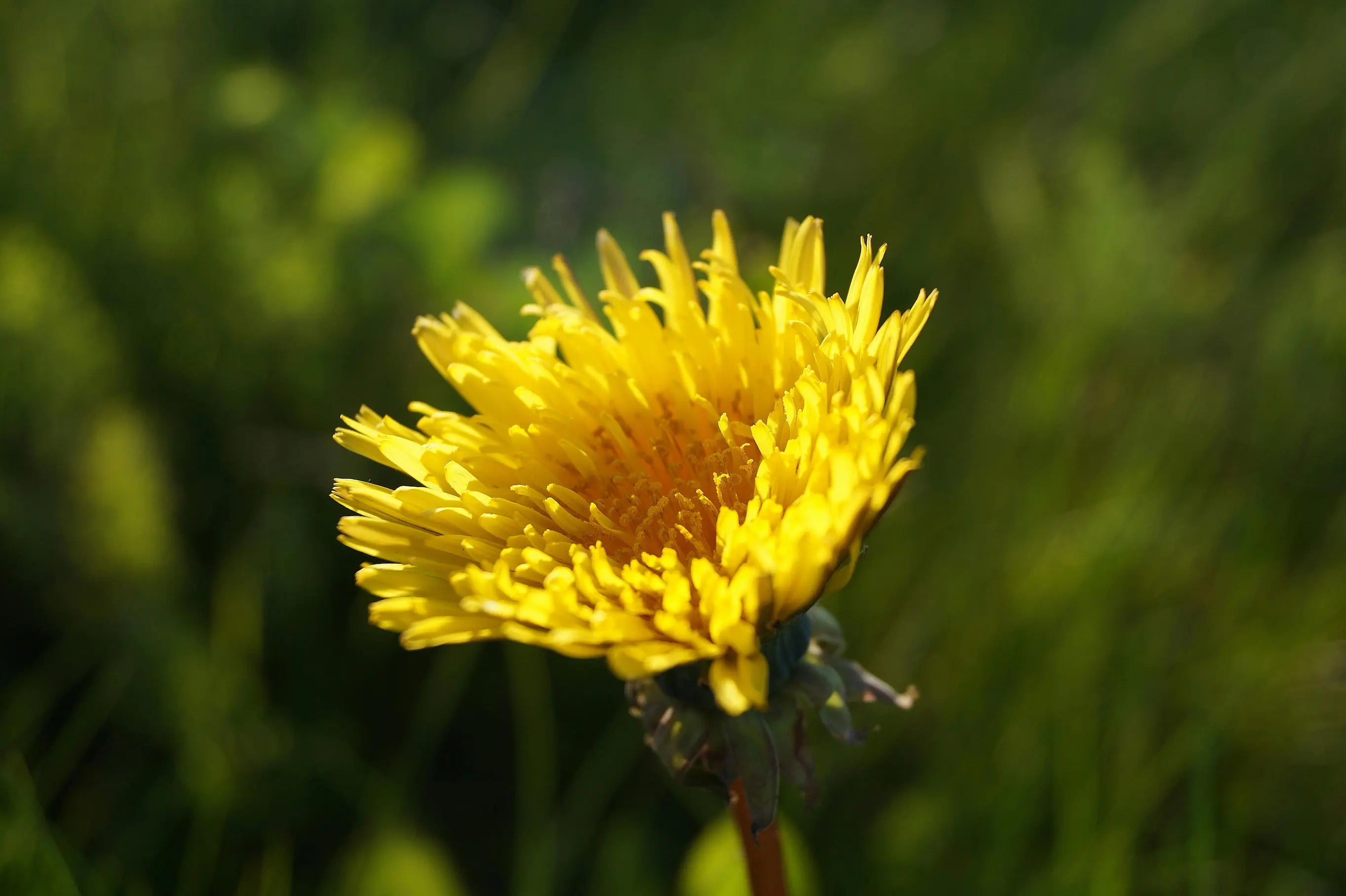Fleur de Pissenlit
